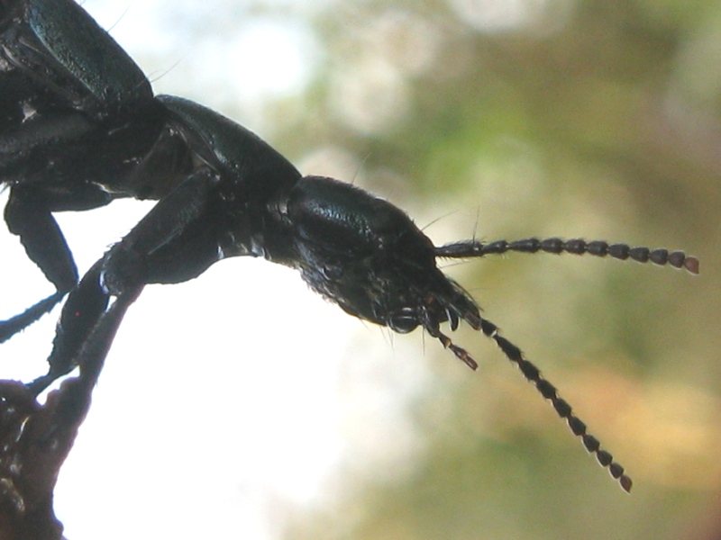 Ocypus ophtalmicus